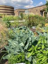 Community gardens thriving