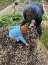 Growing gardens with kids in Chicago