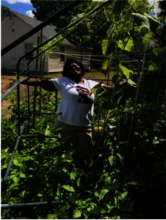 Growing gardens in the USA