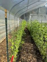 Community garden in food desert in rural Georgia