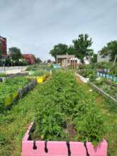 A thriving garden in downtown Chicago