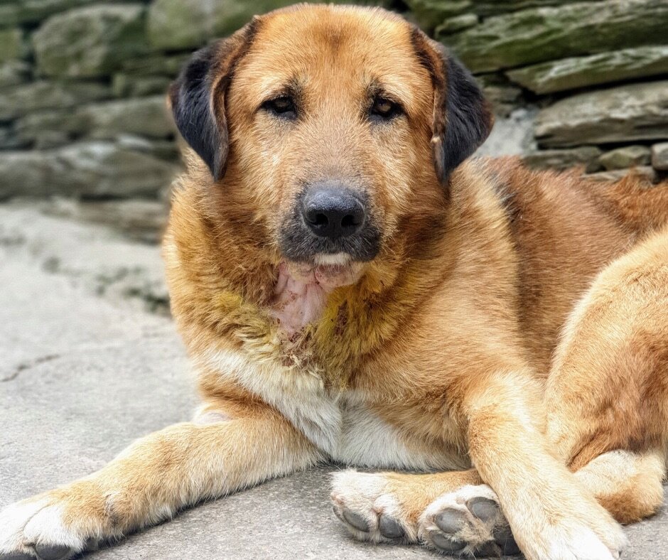 Join our community of street dog heroes