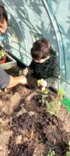 A child learning how to plant a lettuce
