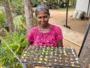 Sri Lankan farmer cares for seedlings