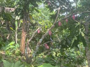 Continue with assistance