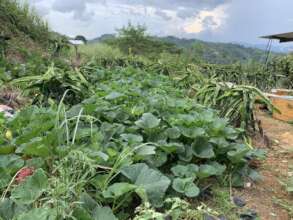 Production of seeds