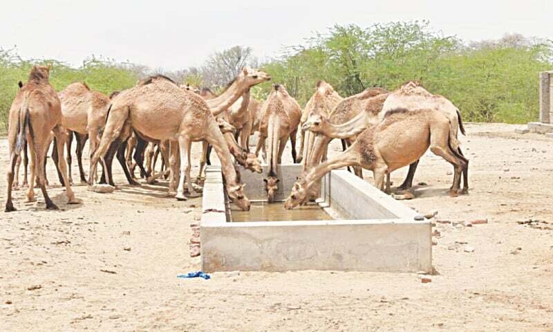 Help drought hit families in Cholistan Pakistan