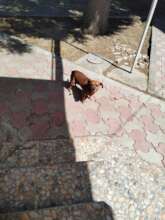 Roxi enjoying the sunshine outside