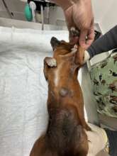 Roxi about to undergo her operation