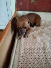 Sweet Roxi at home