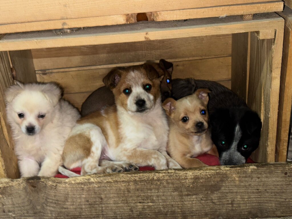 Educate communities, improve animal welfare