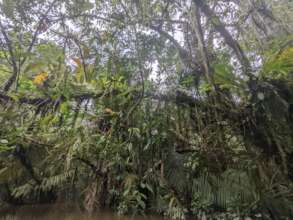The Forest