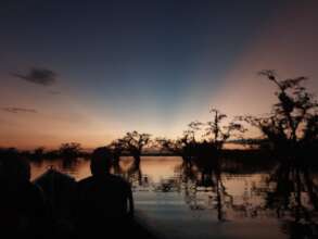 The Amazon