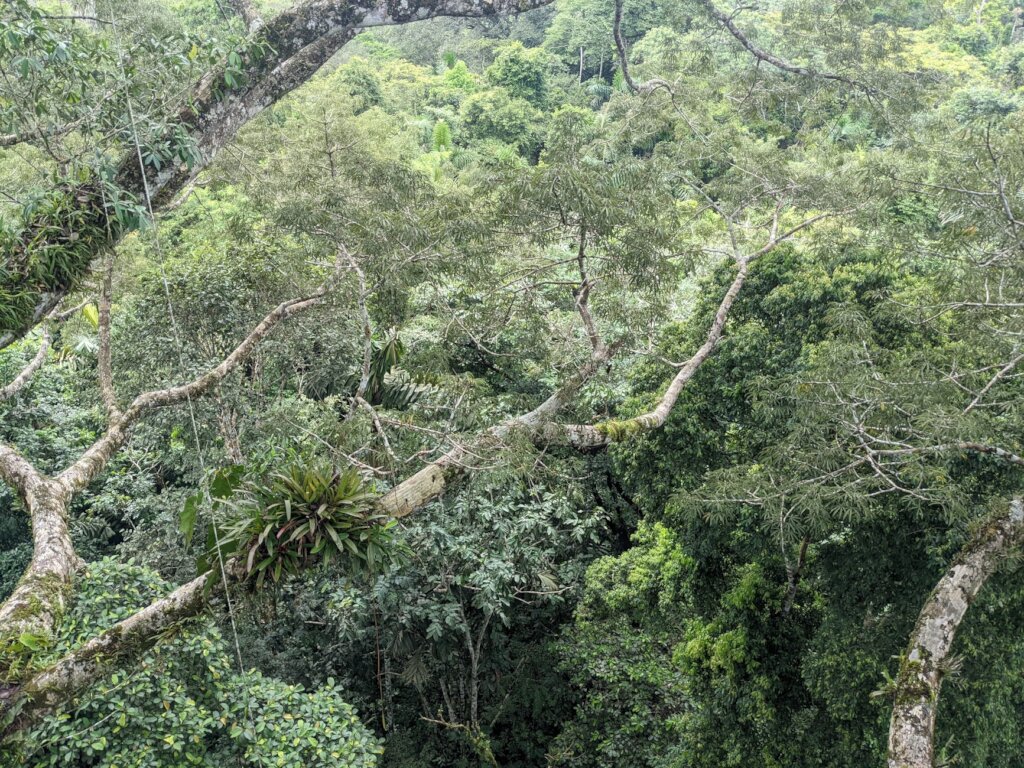 Over the Canopy