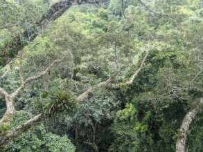 Over the Canopy