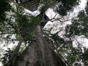 Mama Yura, the Mother Tree