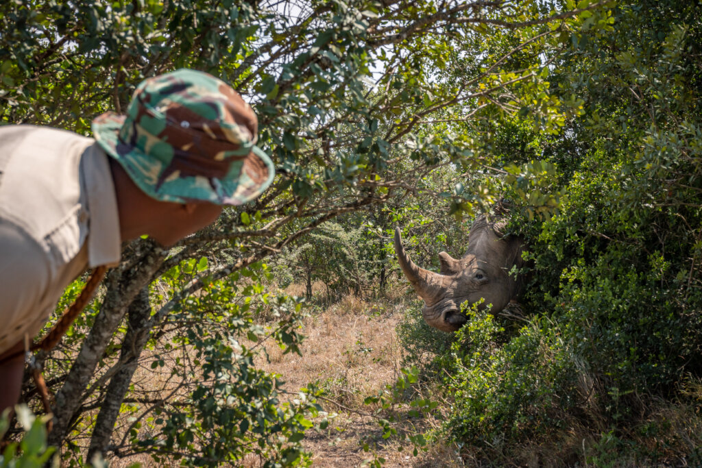Using Drones to Protect Black Rhino in Kenya
