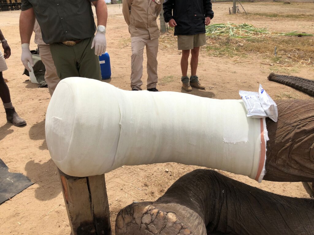 Fishan Brave Elephant who Survived a Fractured leg