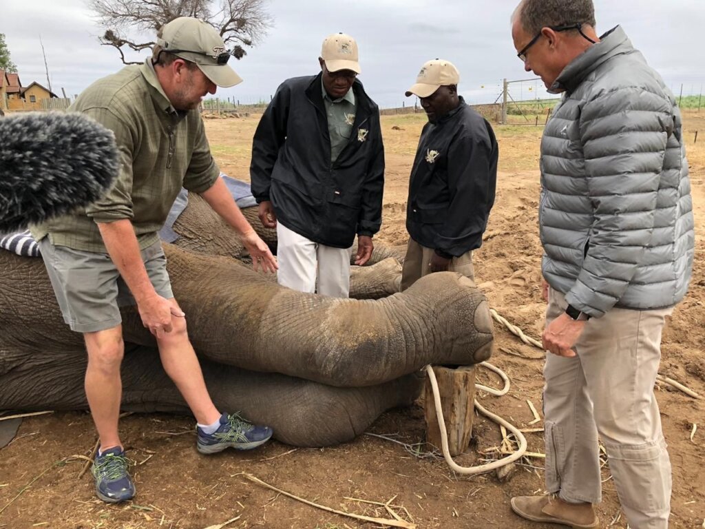 Fishan Brave Elephant who Survived a Fractured leg
