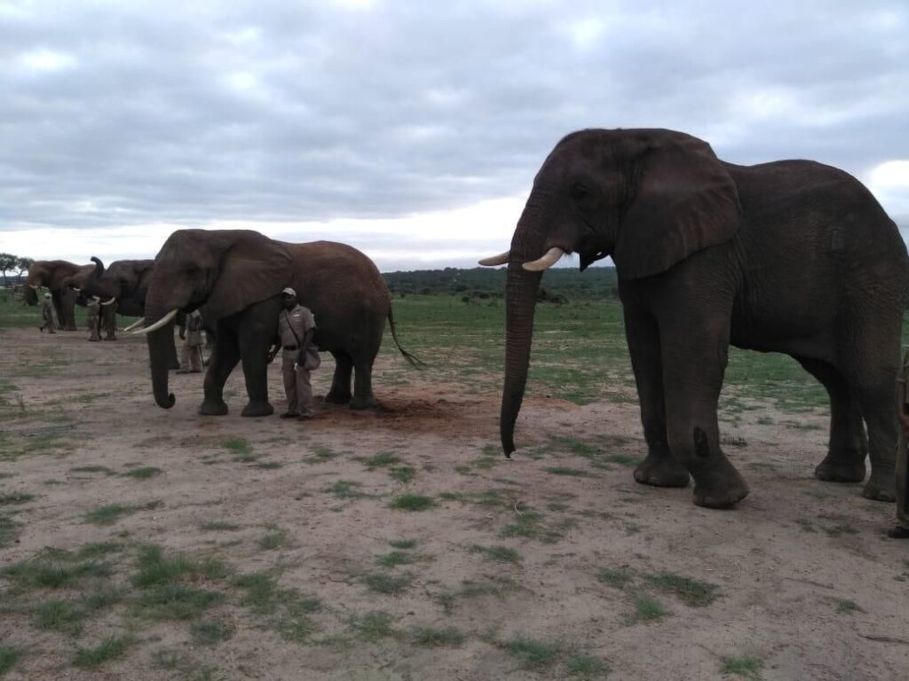 Fishan Brave Elephant who Survived a Fractured leg