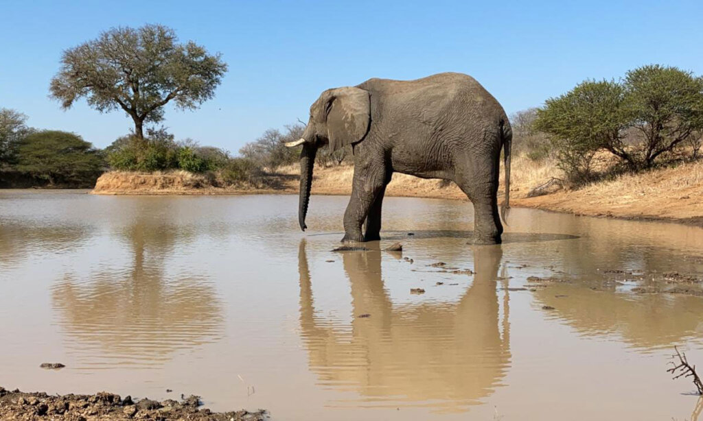Fishan Brave Elephant who Survived a Fractured leg