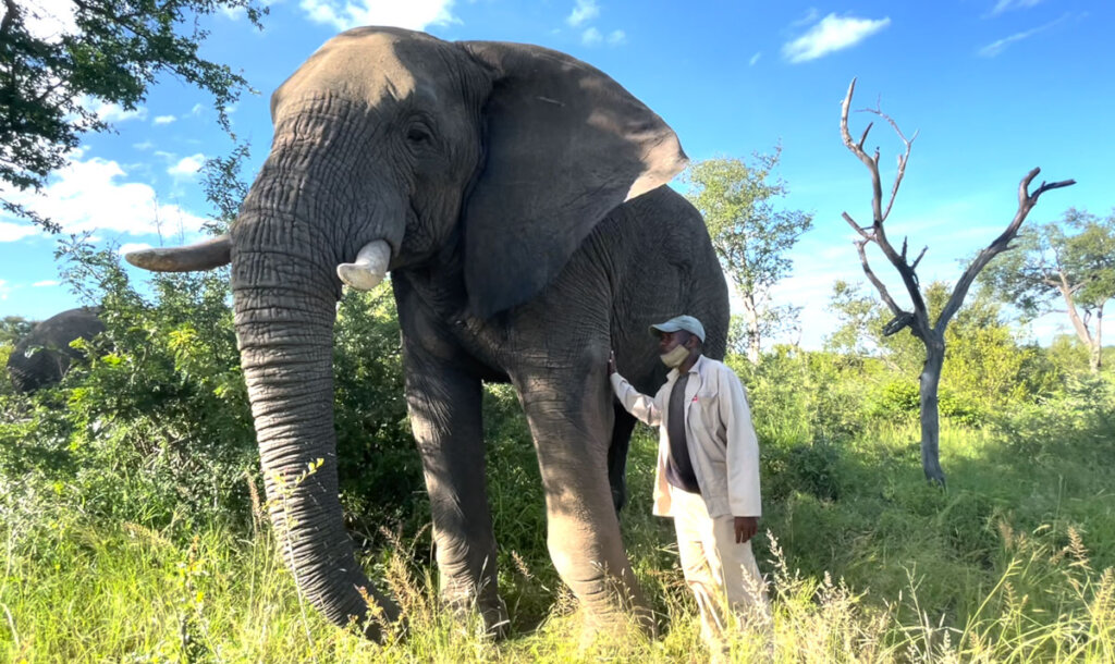 Fishan Brave Elephant who Survived a Fractured leg