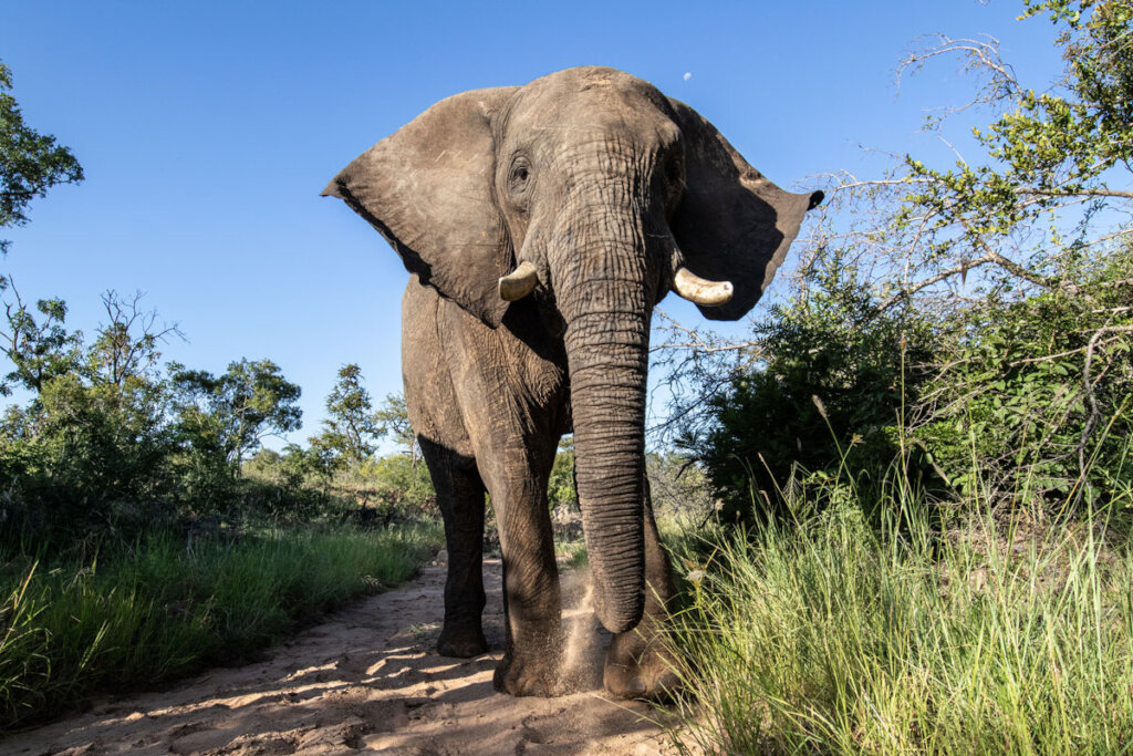 Fishan Brave Elephant who Survived a Fractured leg