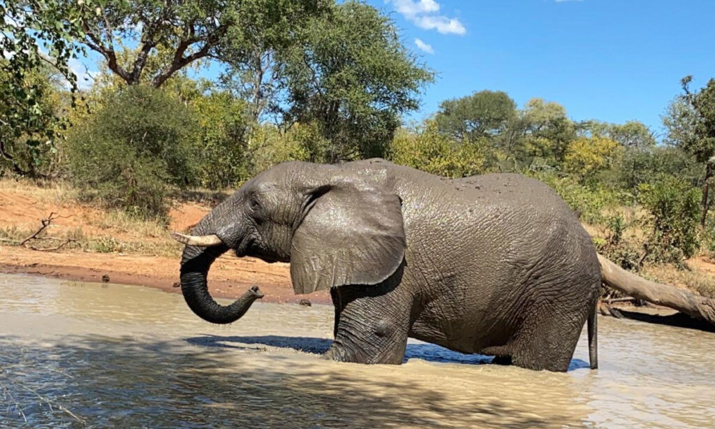 Fishan Brave Elephant who Survived a Fractured leg