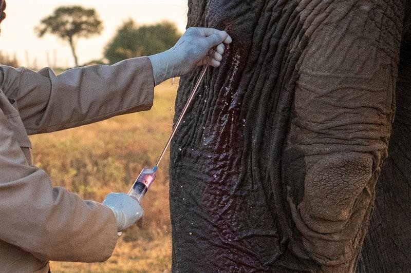 Fishan Brave Elephant who Survived a Fractured leg