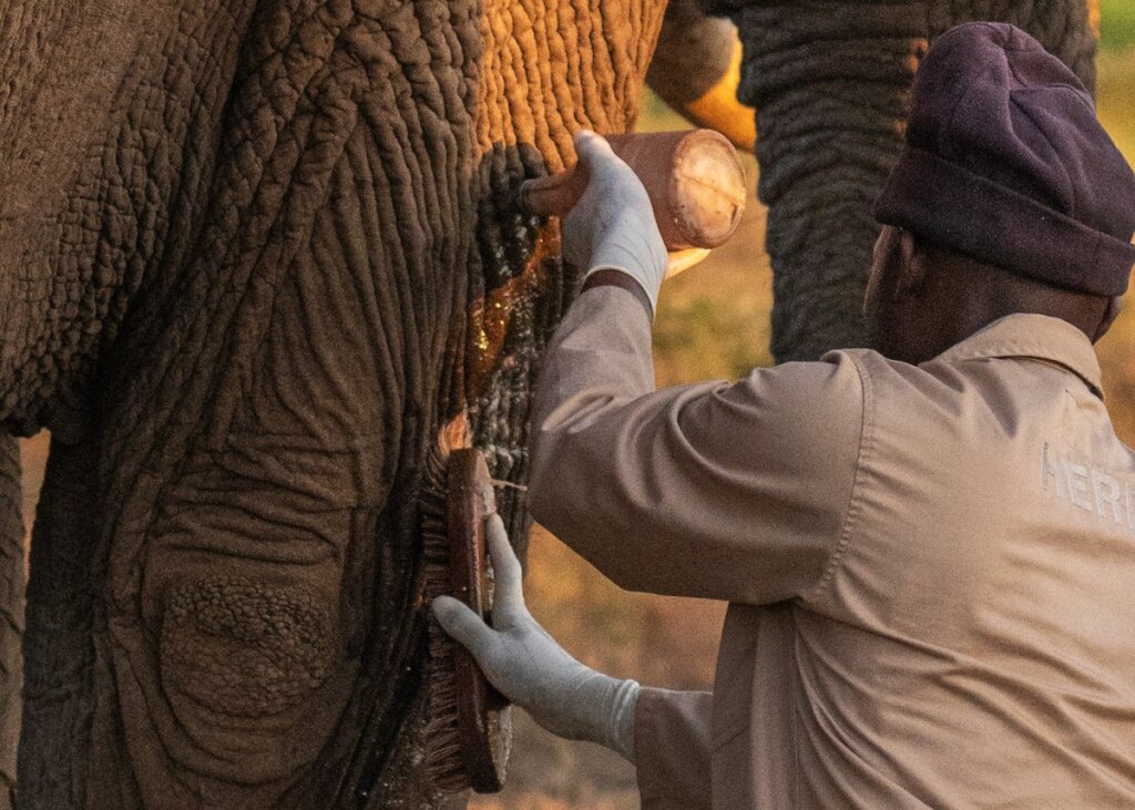 Fishan Brave Elephant who Survived a Fractured leg