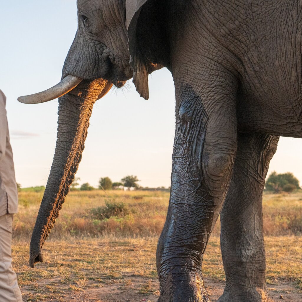 Fishan Brave Elephant who Survived a Fractured leg