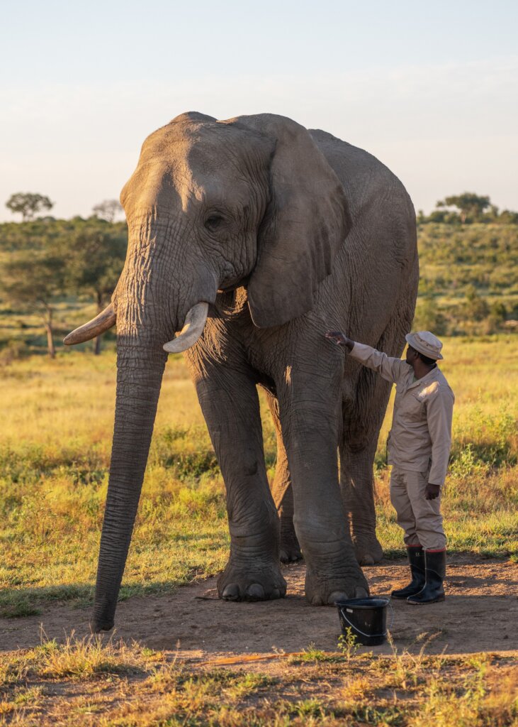 Fishan Brave Elephant who Survived a Fractured leg