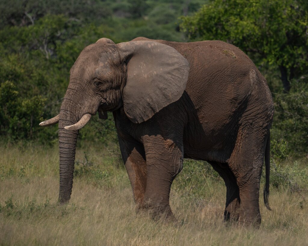 Fishan Brave Elephant who Survived a Fractured leg