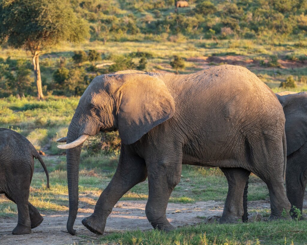 Fishan Brave Elephant who Survived a Fractured leg
