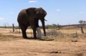 Fishan Brave Elephant who Survived a Fractured leg
