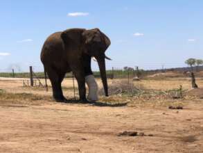 Fishan Brave Elephant who Survived a Fractured leg