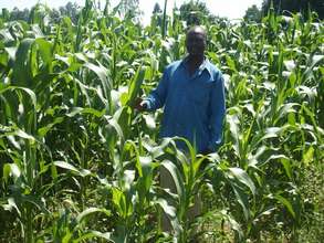 Maize Plantation