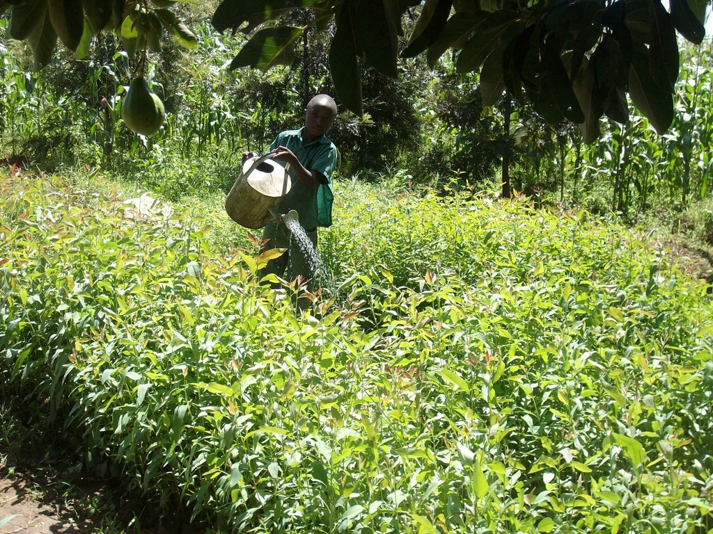 Promote Eco-Friendly Farming in Kenya.