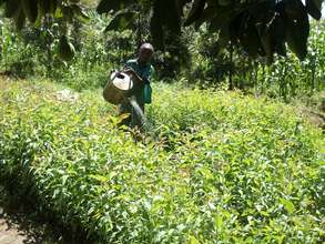 Promote Eco-Friendly Farming in Kenya.