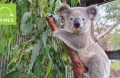Your gifts MATCHED for desperate koalas!