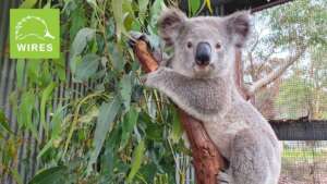 Your gifts MATCHED for desperate koalas!