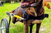 Stray Animals Emergencies Funding in Colombia