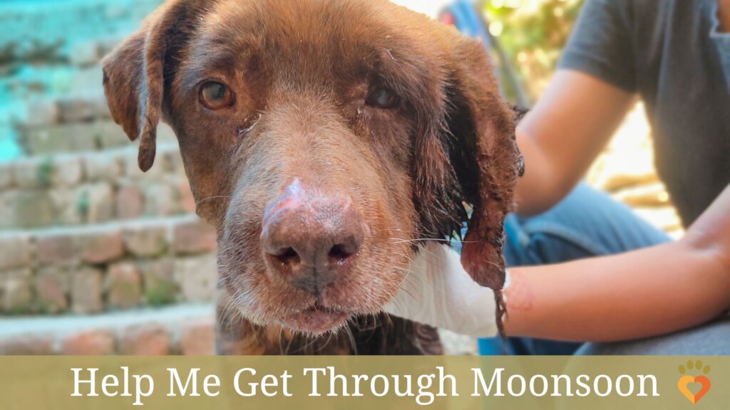 Save 50 Street Dogs with Maggot Wounds