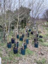 Walnuts going in at Racehill Community Orchard