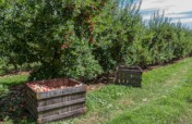 Planting community orchards in England