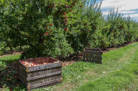 Planting community orchards in England