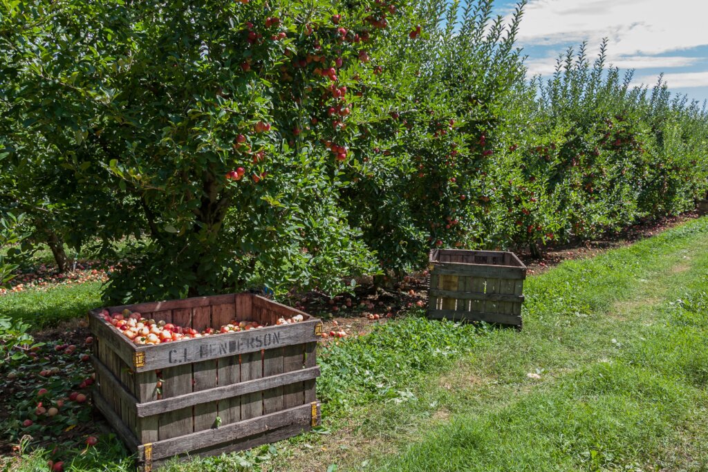 Planting community orchards in England