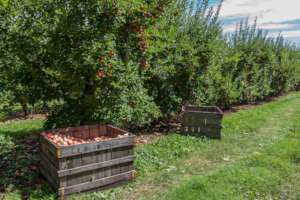 Planting community orchards in England