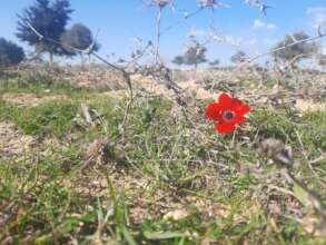 Salhiah's new garden