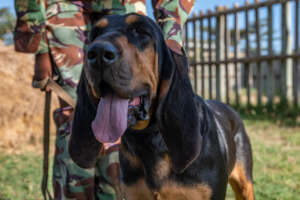 Tracker dog Stecy, who was deployed